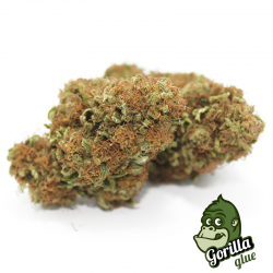 Cannabis Light Gorilla Glue